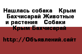 Нашлась собака - Крым, Бахчисарай Животные и растения » Собаки   . Крым,Бахчисарай